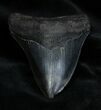 Dark Inch Megalodon Tooth - Serrated #1385-1